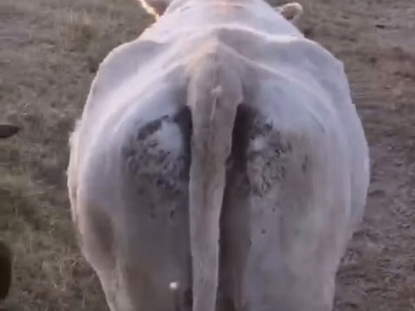 Cow, Cattle — Kyrgyzstan