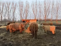 Sigir, Highland — 4-rasm