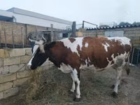 Krowa, Simmental cattle — zdjęcie 2