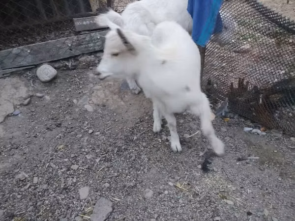 Billy Goat, Goats