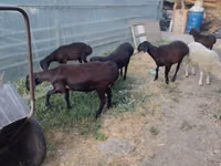 Ram, Sheep — photo 3