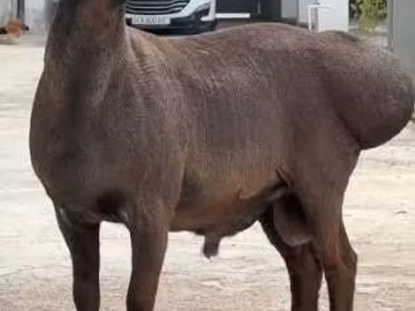 Ram, Sheep — Uzbekistan