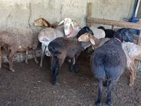 በግ, Sheep — ፎቶ 6