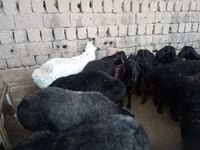 قوچ, Rhon sheep — عکس 3