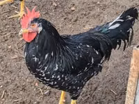 Chickens — تصویر 4