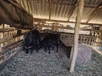 Sheep, Racka sheep — photo 1