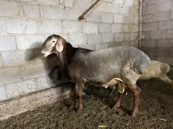 Ram, Sheep — Kyrgyzstan