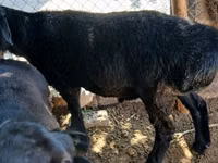 Ram, Sheep — photo 3