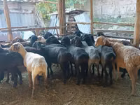 የጎትት አውራ በግ, Sheep — ፎቶ 4
