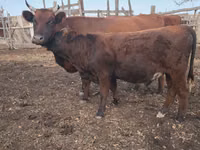 Toro, Bovini — foto 1