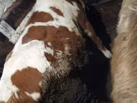 Cattle (batch, sex not specified), Cattle — photo 2