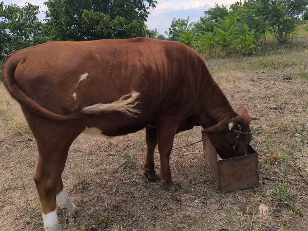 Cow, Cattle — Moldova