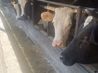 Mucca, Razza Holstein — foto 1