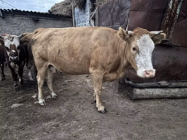 गाय, Latvian Blue cattle — कज़ाखस्तान