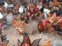 Chickens — foto 5