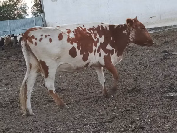 Cow, Simmental cattle — Kazakhstan