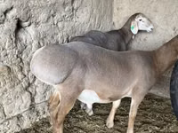 Koç, Arashan sheep — foto 3