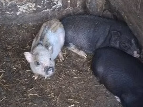 Sow, Pigs — Hungary