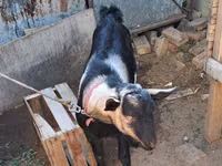 Billy Goat, Goats — photo 3