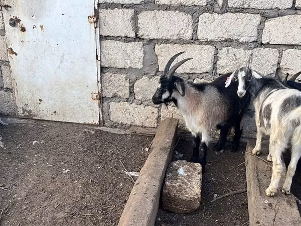 Goat, Goats