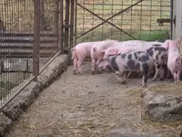 สุกร (เป็นล็อต, ไม่ระบุเพศ), หมู — รูปภาพ 5