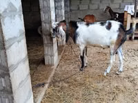 Billy Goat, Goats — photo 1