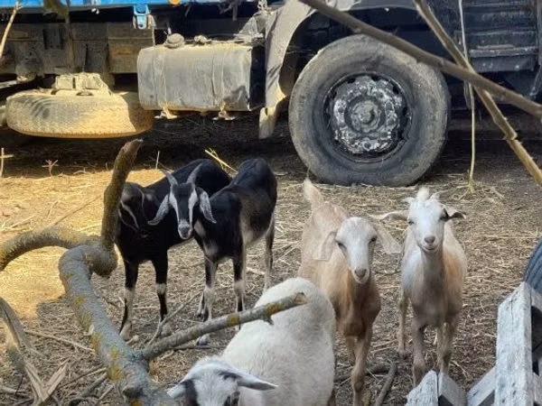 Goat, Goats — Hungary