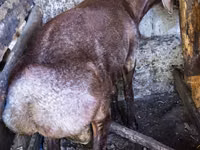 Vædder, Hissar sheep — foto 5