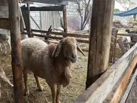 Carnero, Arashan sheep — foto 2
