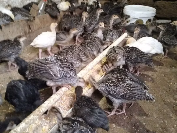 Turkeys — Azerbejdżan