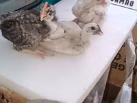 Chickens — ছবি 1