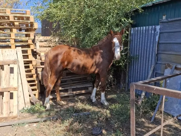 Kuda betina, Horses — Kazakhstan