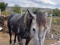 Mare, Horses — photo 5
