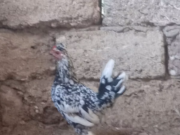 Chickens — Азербайджан