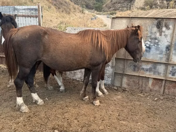 Mare, Horses — Kazakhstan