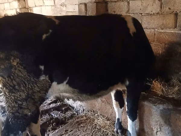 Kuh, Wilder Yak — Aserbaidschan