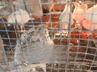 Turkeys — foto 1