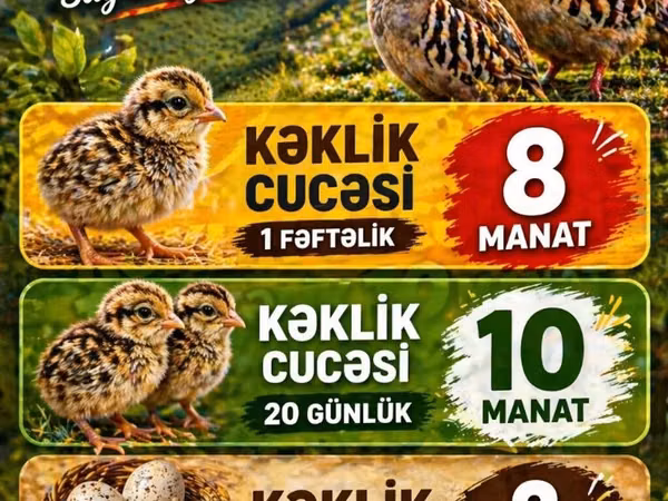 Quails — جمهوری آذربایجان