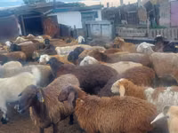 Ram, Sheep — photo 4