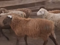 Ram, Hissar sheep — photo 1