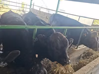 Bou, Aberdeen-Angus — foto 2