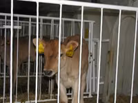 Býk, Russian Black pied cattle — foto 8