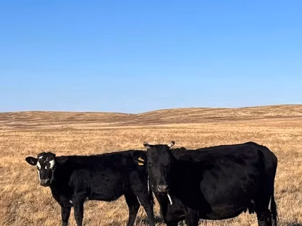 Cow, Aberdeen-Angus