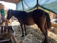 Cavalla, Cavalli — foto 1