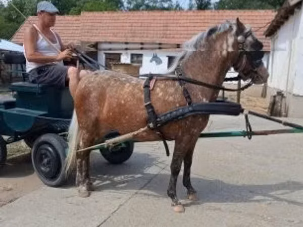Mare, Berber horse — Hungary