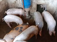 Sow, Pigs — photo 3