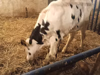 Boğa, Russian Black pied cattle — foto 3