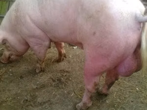 Boar,  — Hungary