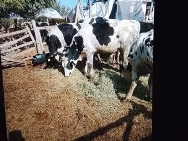 Stier, Russian Black pied cattle