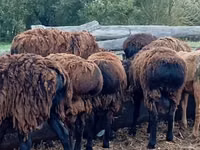 Ram, Sheep — photo 3